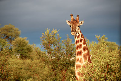 Portrait of giraffe standing against sky