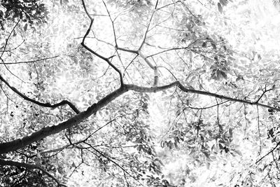 Low angle view of bare tree against sky