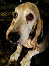Close-up portrait of dog