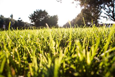 Close-up of grass growing in field