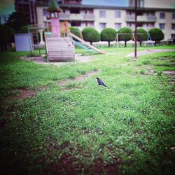 View of birds on grass