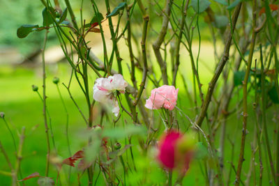 Close-up of pink flowers blooming outdoors