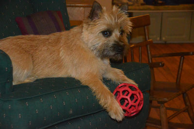 Close-up portrait of dog at home