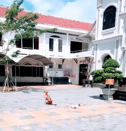 Dog in front of building