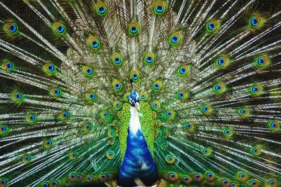 Close-up of peacock