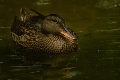 Close-up of mallard duck swimming in lake