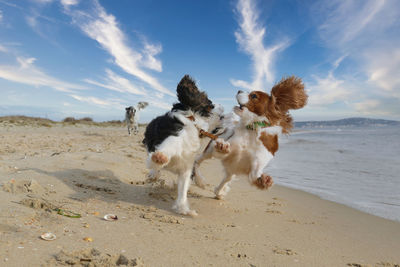 Cavalier king charles spaniel dogs playing and running on the beach
