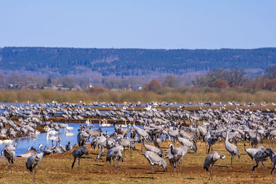 Migratory cranes and swans resting in a field in the spring