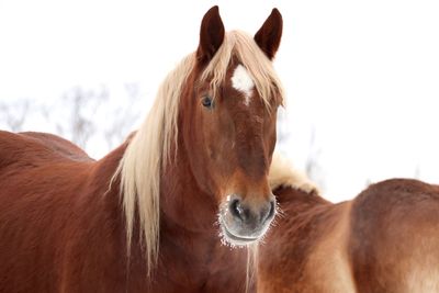 Close-up of horse