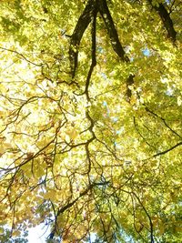 Low angle view of trees in the forest