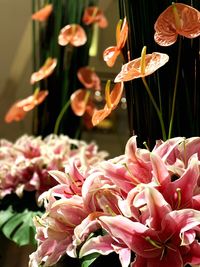 Close-up of pink flowering plants