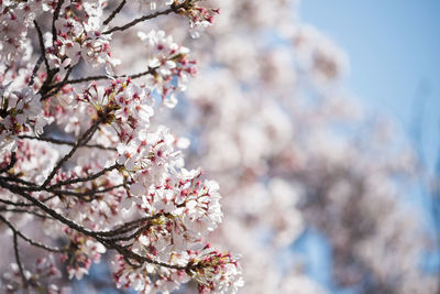 Low angle view of cherry blossom tree