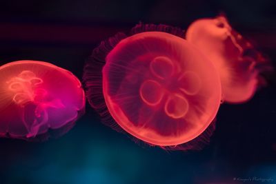 Jellyfish swimming in aquarium