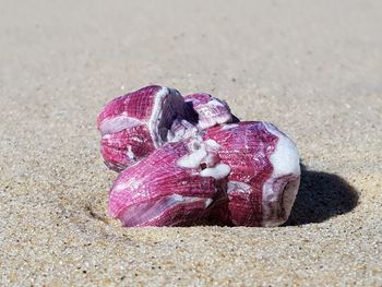 High angle view of shells on sand