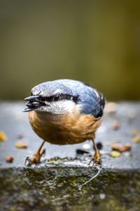 Close-up of bird perching on a lake