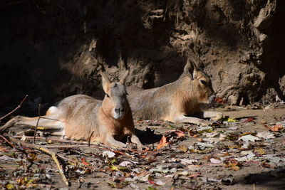 Animal in zoo