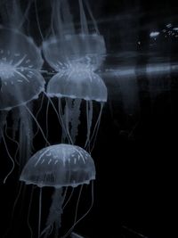 Close-up of jellyfish swimming in sea