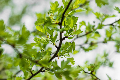 Low angle view of plant growing on tree