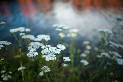 Close-up of plants against blurred water