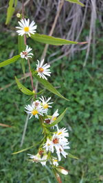 Close-up of wildflowers growing on plant