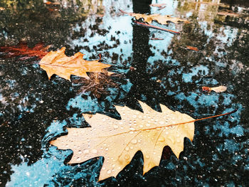 High angle view of maple leaf in puddle