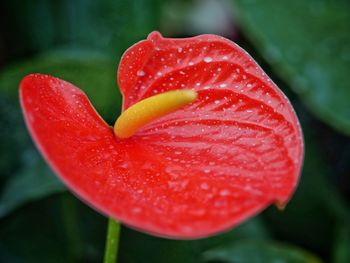 Close-up of red tulip