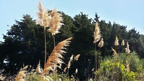 Low angle view of trees