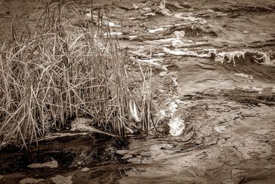 Close-up of water at beach