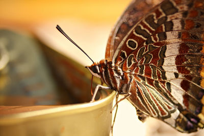 Close-up of butterfly
