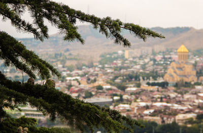 Close-up of tree against sky