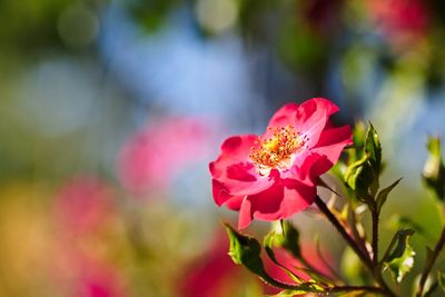 Close-up of pink flowering plant