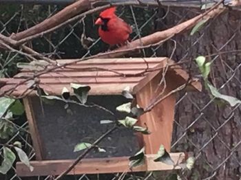 Close-up of bird perching on branch