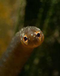 Close-up of fish swimming in sea