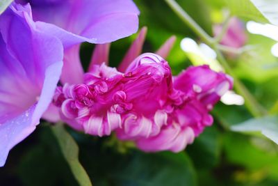Close-up of pink flowers blooming outdoors