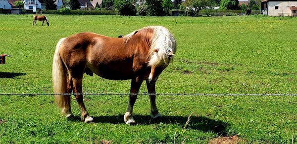 Horse grazing in field