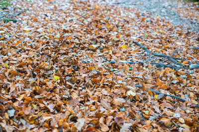 Full frame shot of autumn leaves