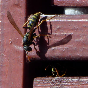 Close-up of insect on metal