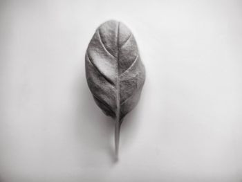 Close-up of dry leaf over white background