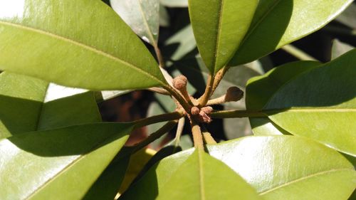 Close-up of green leaves