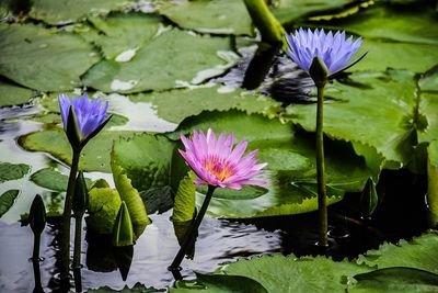 Lotus water lily in pond