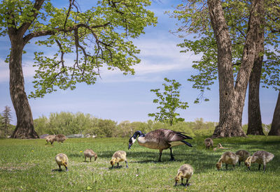 Flock of sheep on field