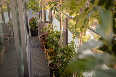 Potted plants in greenhouse