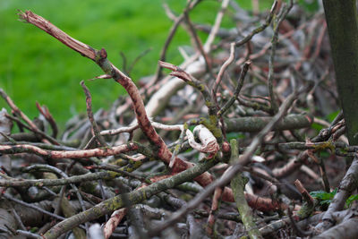 Close-up of twigs