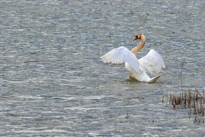 View of birds in lake