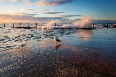 Man surfing in sea against sky during sunset