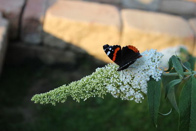 Close-up of butterfly pollinating on flower