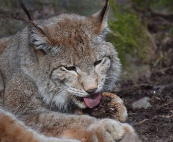 Close-up of cat relaxing outdoors