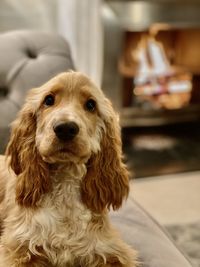 Close-up portrait of a dog at home