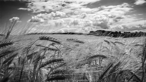 Close-up of stalks in field against sky