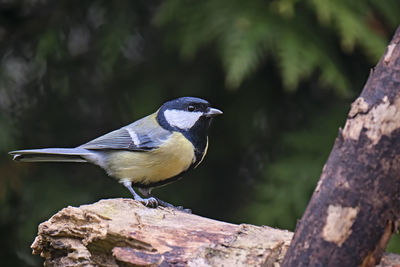 Close-up of bird perching on wood